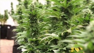 marijuana-plants-generic