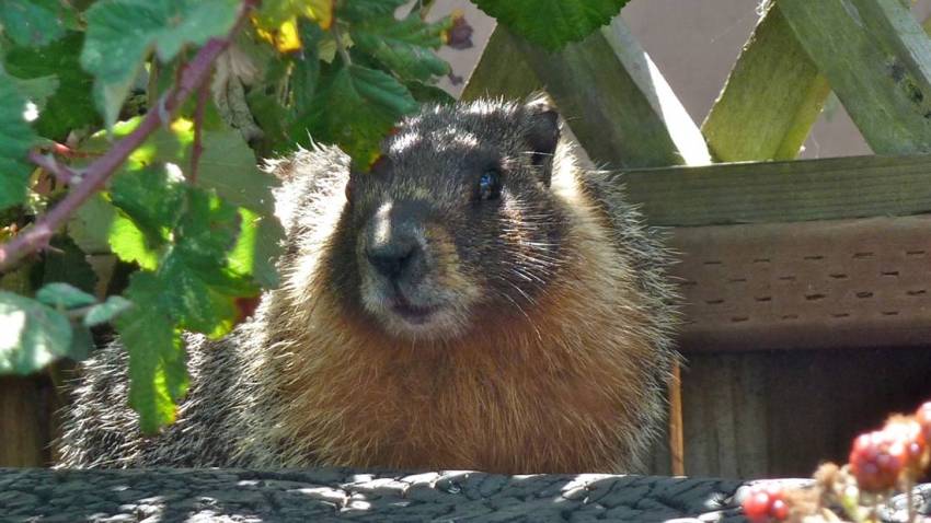 marmot