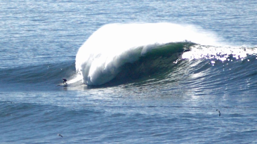 whales4