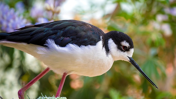 mbablack-necked-stilt_d-small