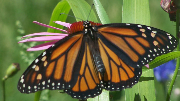 monarch-butterfly