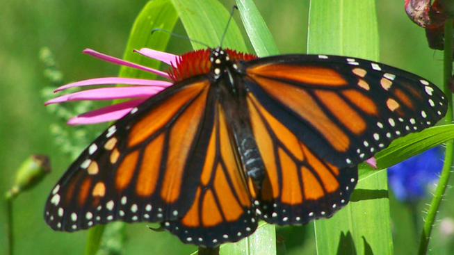 monarch1loripalicka