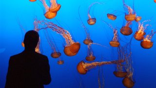 Monterey Bay Aquarium