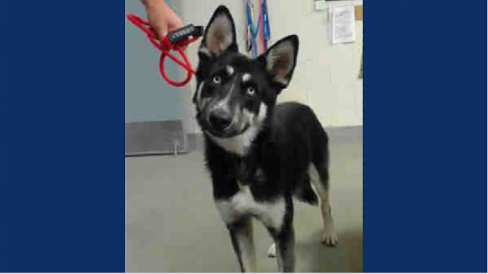 monterrey husky snipo