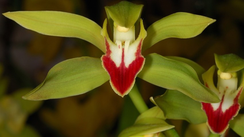 orchids