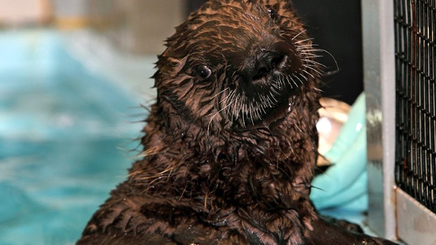 otter13a