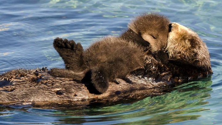otterpuptidepool14