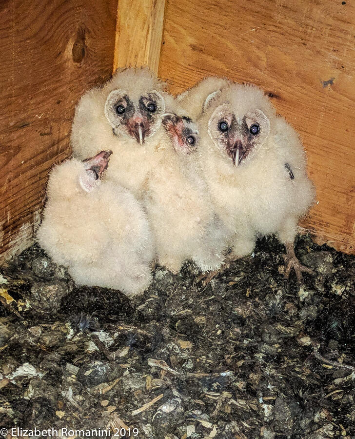 owl box
