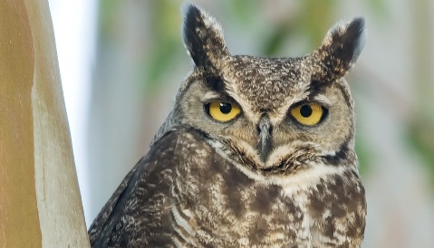 owlnightwalk13