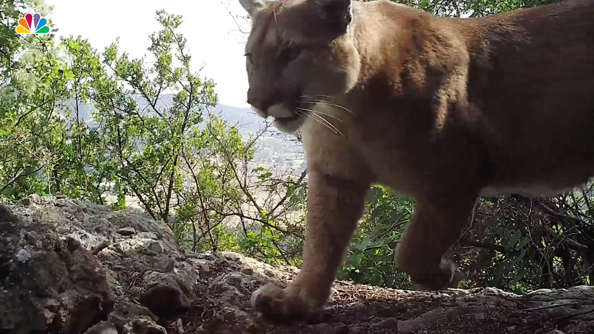 California to Review Protections for Mountain Lions – NBC Bay Area