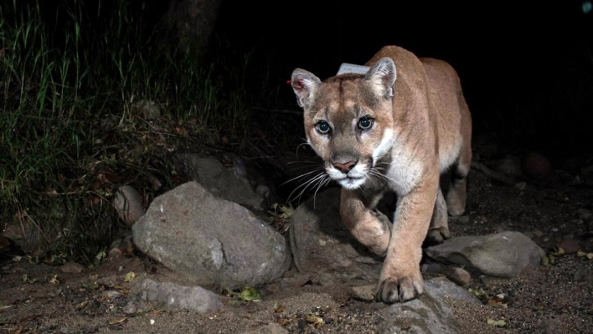 Mountain Lion P-22, the 'Hollywood Cat,' Is Euthanized – NBC Bay Area - Vimarsana News