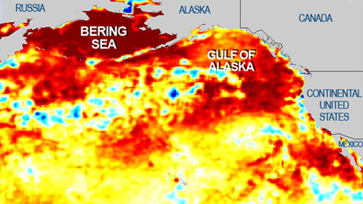 Pacific Ocean “Blob” Inching Closer to California NOAA NBC Bay Area