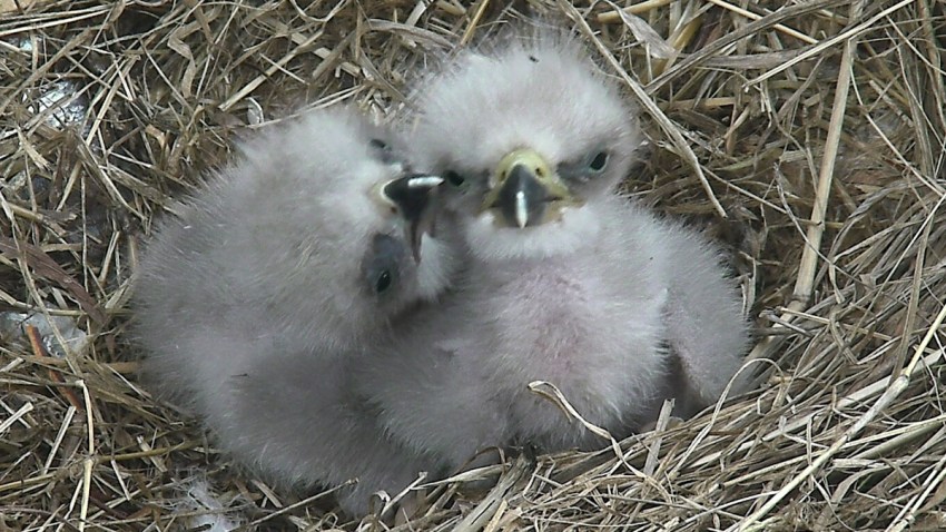 pair of eaglets