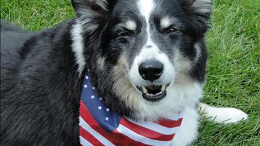 patriotic dog