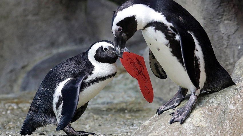San Francisco Penguin Valentine