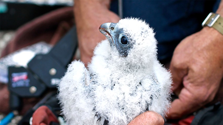 peregrine1