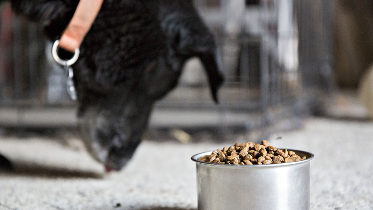 FDA Issues Warning for Dog Food Brands Containing Toxic ...