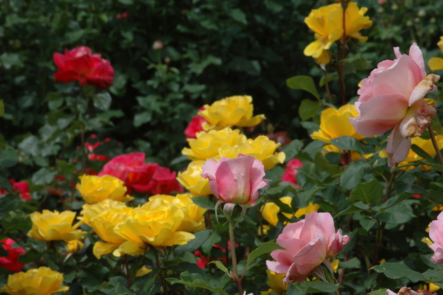 photorose707