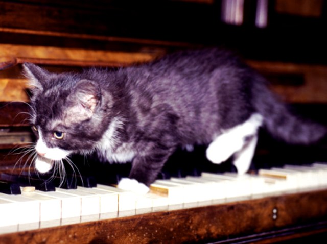 piano-cat12