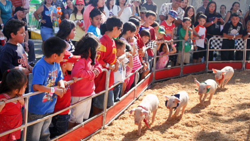 pig-races061118
