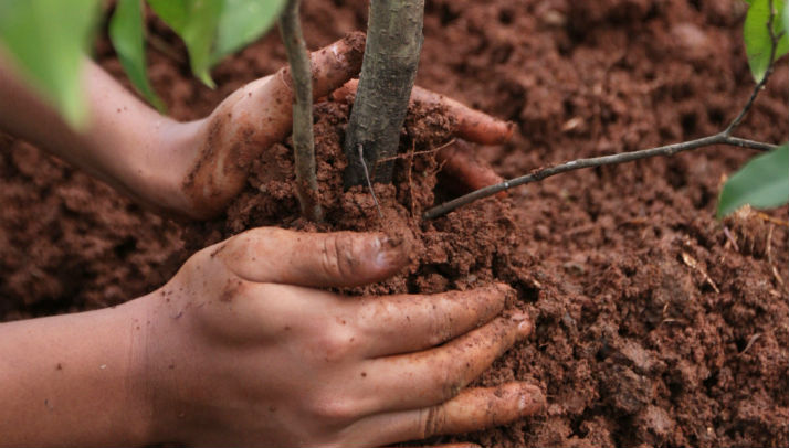 planting a tree