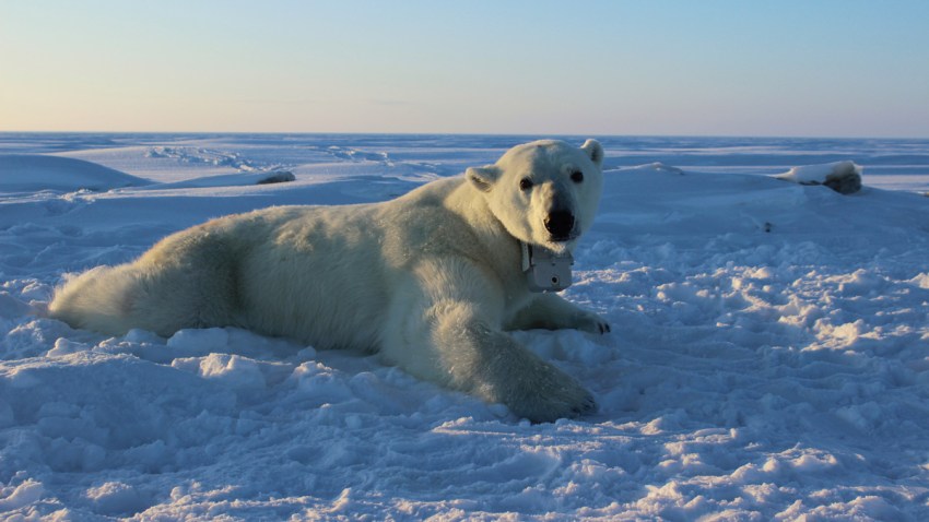 Polar Bear Weight Loss