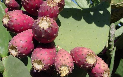 pricklyfruitpear123