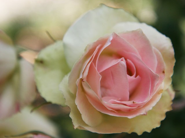 proud roses - flowers - pink and white 1015