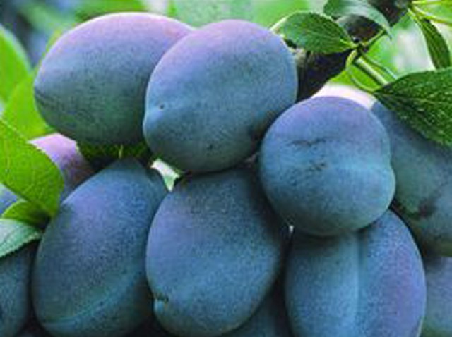 Prune plant