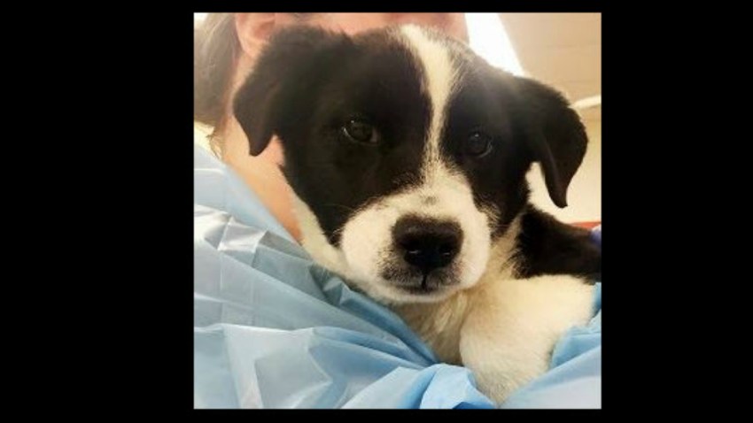 puppy27