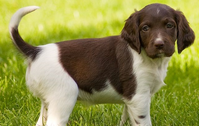 puppygrasssweet