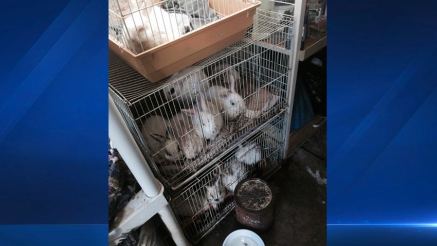 rabbits-possible-hoarding-santa-ana
