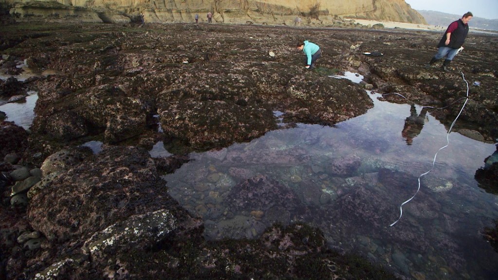 Mavericks At Low Tide A Researcher S Paradise Nbc Bay Area Mavericks At Low Tide A Researcher S Paradise Nbc Bay Area