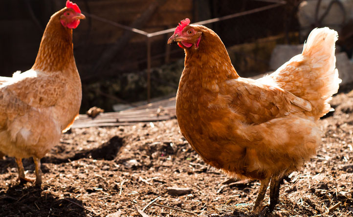 red farm chickens generic