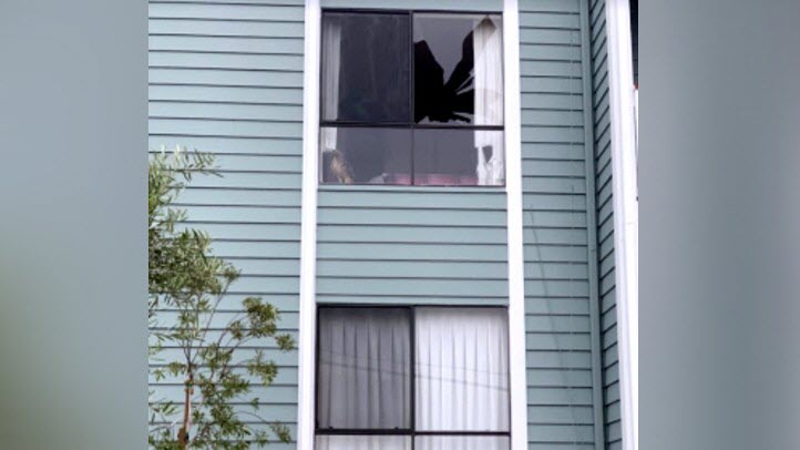red tail hawk broken window
