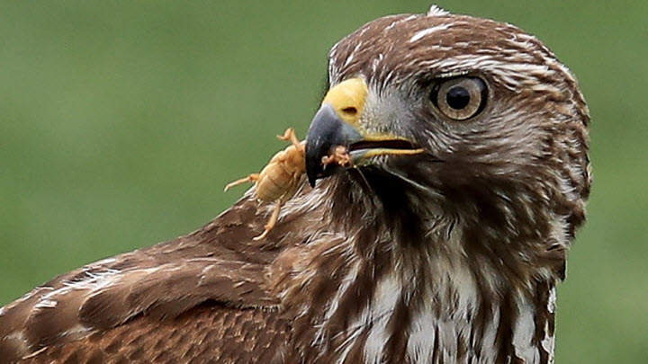 California Man Shot 130 Hawks Birds Of Prey On His Property