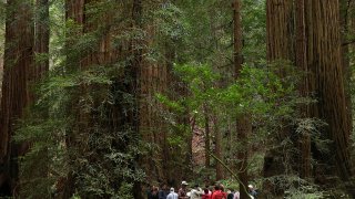 Redwood National Park