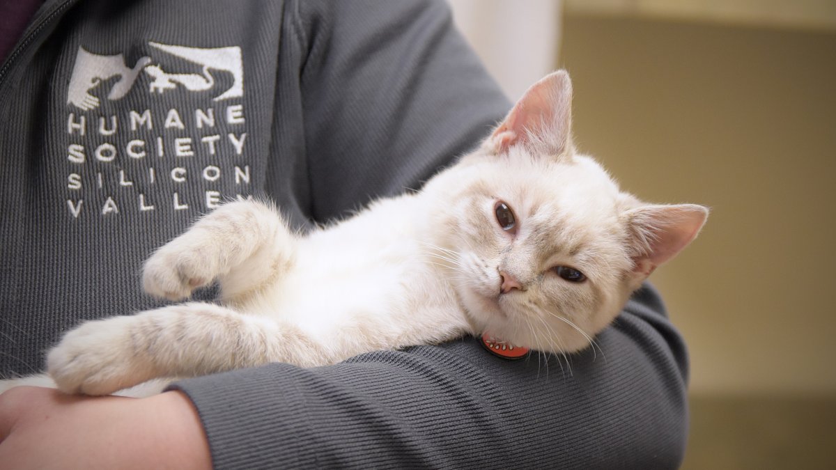 Adopt Cats - West Valley Humane Society