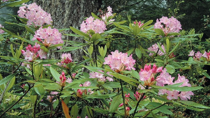 rhodoredwoodsdonforthuber