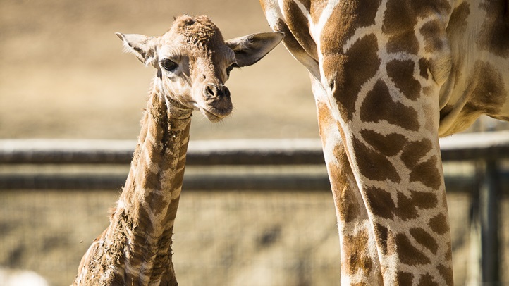 ringobabygiraffe