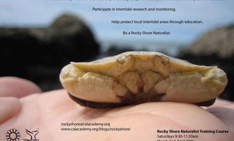 rockyshore2013-small
