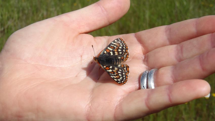 san mateo county butterfly release