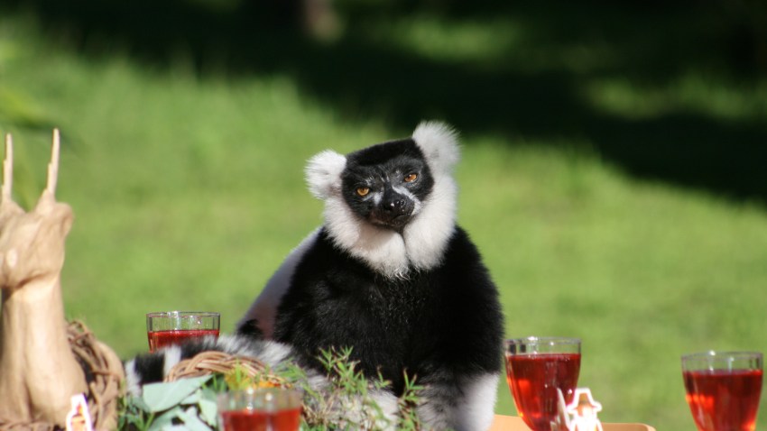 sanfranciscozoolemurs