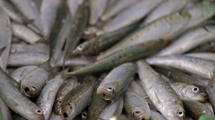 sardines1