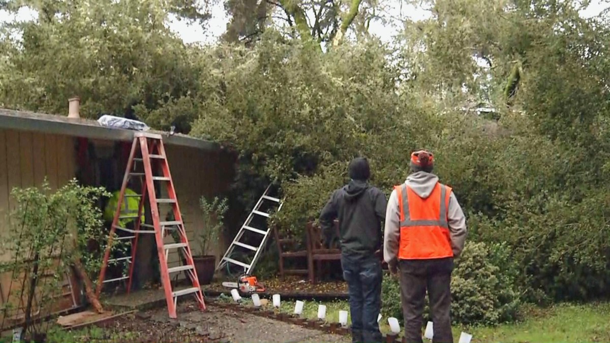 Fallen Tree Crashes Into House in Boulder Creek NBC Bay Area