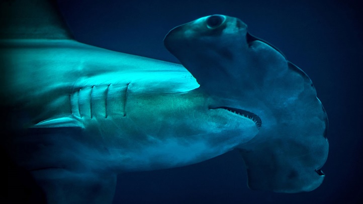 scalloped-hammerhead_d-medium-sd