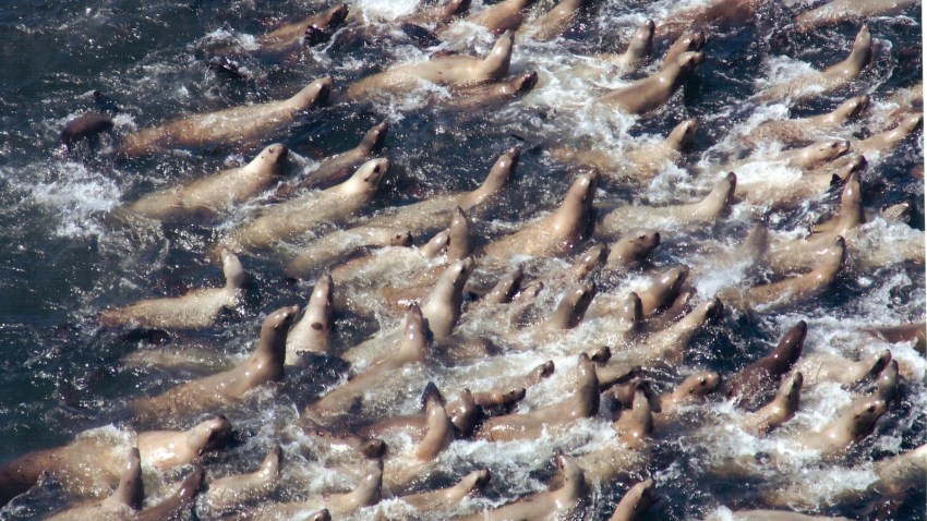 sealionsoregon03
