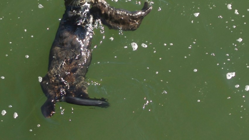 seaottersantacruz