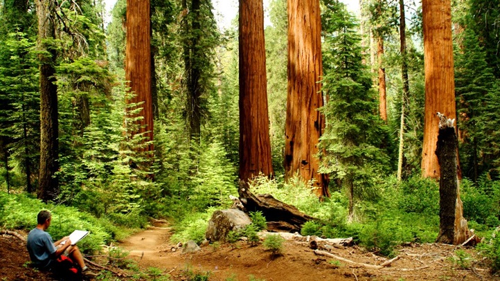 sequoiafoundation1