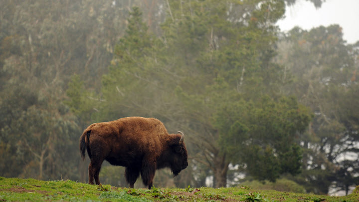 sf-bison-0818